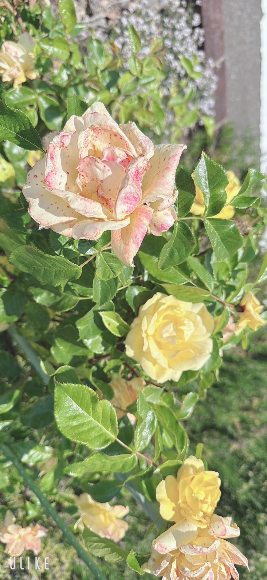 ５月も半月が経ちました