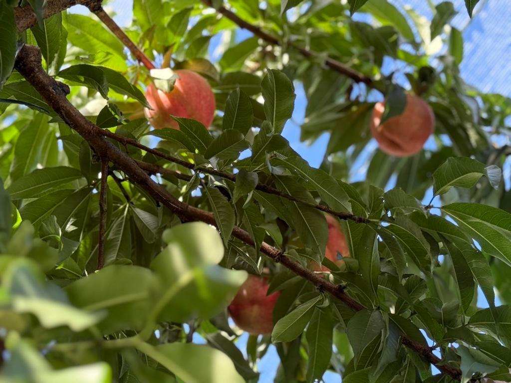 今日から８月です