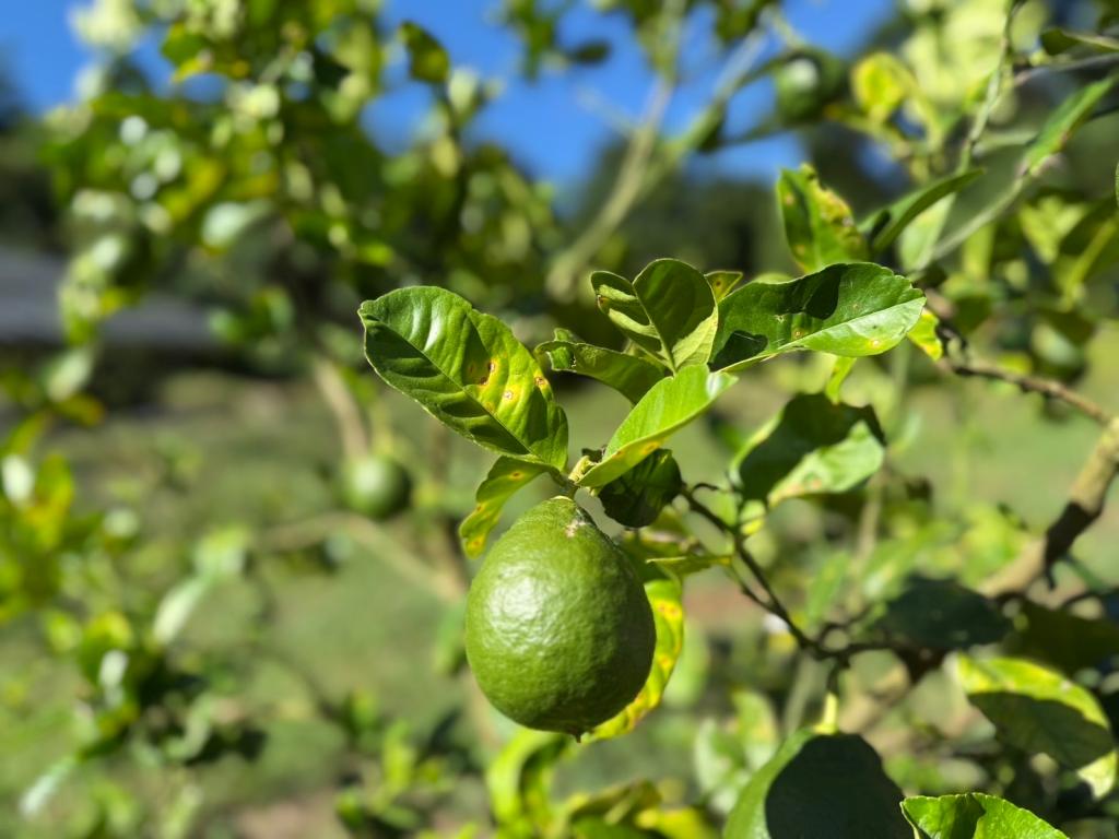 ８月も半月が経ちました