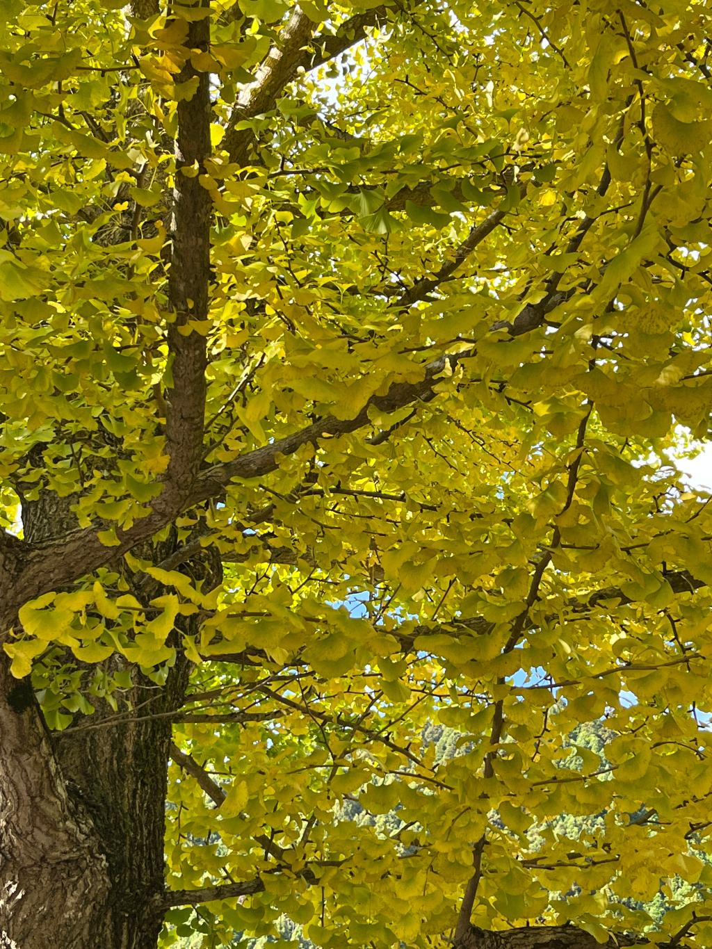 プジョーでおでかけ♪　vol.7-日南町