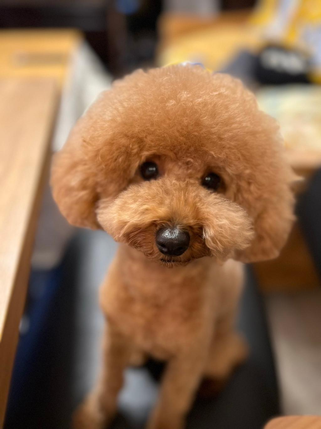 愛犬のご紹介