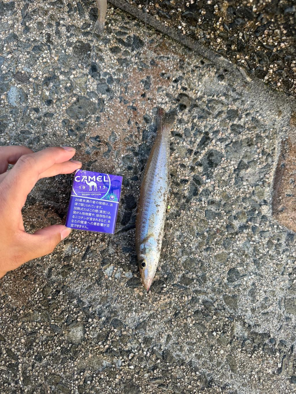 夏にうまい魚😋