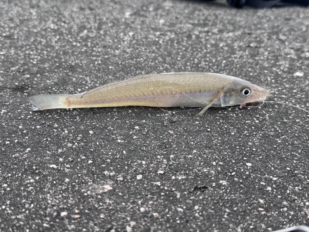 キス釣り🐟