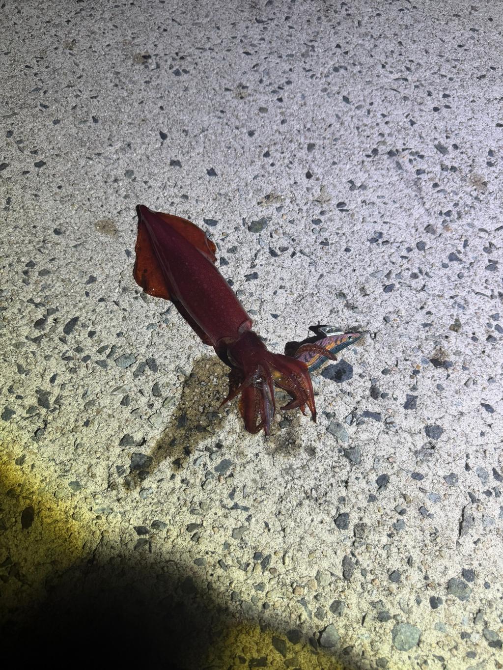 秋イカ偵察
