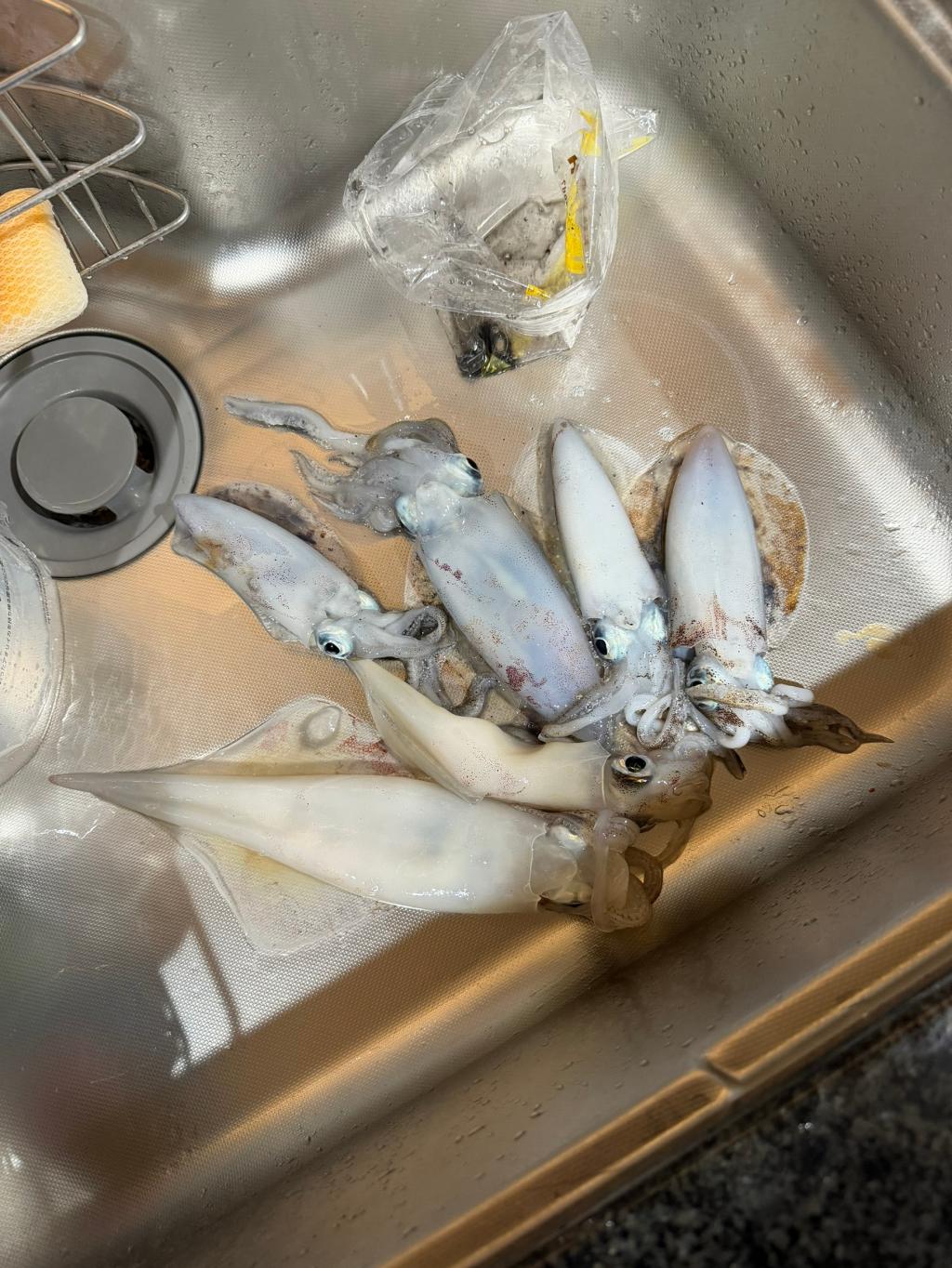 釣果報告